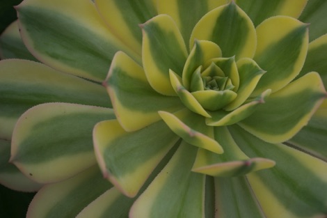 Logan Botanic Gardens cactus
